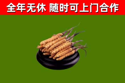 扎赉特烟酒回收冬虫夏草.jpg