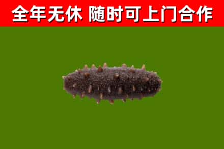 扎赉特烟酒回收干海参.jpg